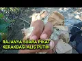 Lagu Suara pikat kerakbasi alis putih terbaru paling ampuh 💯% terbukti jitu.