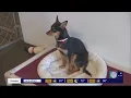 Parvovirus How it works and how to keep your pet safe