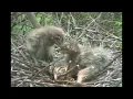 Night Heron Swallows Sibling Alive