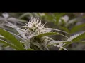 G M O Root beer Outdoor Cannabis grow update September 6 2024