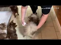 Belly Bands For Male Dogs