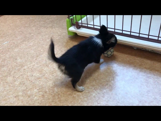 動画