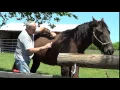 Grooming A Horse With A Hacksaw Rasp and Curry Comb - Horse Tips