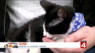 Live In The D Help homeless pets find a home this holiday season