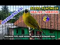 Lagu Suara pemancing Burung pleci agar cepat ngalas ngeriwik dan bongkar isian #pancinganpleci