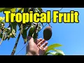 Download Lagu Tropische fruitbomentour bij twee Spaanse tuincentra
