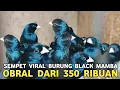Download Lagu BURUNG BLACK MAMBA !! SEMPET VIRAL DI HARGA JUTAAN SEKARANG DARI 350 RIBUAN DI PASAR BURUNG PRAMUKA 