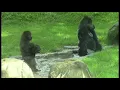 ANTH 21 Introductory Biological Anthropology