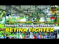 Download Lagu LB Cepat Emosi | Simulasi Gantangan Lovebird Fighter