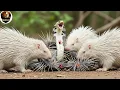 Download Lagu Porcupine vs. King Cobra | The Most Brutal Confrontation in the Southeast Asian Jungle