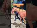 Rarest horse in the world the Akhal teke horses