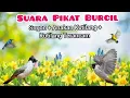 Download Lagu Suara Pikat Burcil Kombinasi Sogon, Anakan Kutilang Memanggil Dan Kutilang Terancam