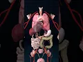 Anatomy of internal organs