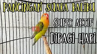 suara super aktif paud fighter ngekek dipagi hari memancing emosi lovebird mana saja yg dengarkan