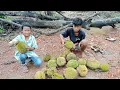 Lagu Wow dapat durian sebanyak ini disatu pohon‼️