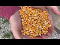 Amarillo Sky - A Year of Farming (2019)