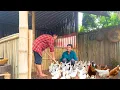Download Lagu Huyen and De renovate the old house to turn it into a farm for raising chickens and ducks.