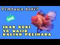Download Lagu 5. JENIS IKAN KOKI YG BANYAK DICARI