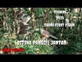 Download Lagu suara pikat cigun betina panggil jantan terbaru 2023@sutikchannel1386