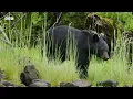 1 Hour of Magnificent Moments Narrated by Sir David Attenborough | BBC Earth