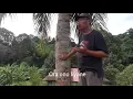 Download Lagu ORA ONO LIYANE  By Sindung  ( Official music video ) #trending