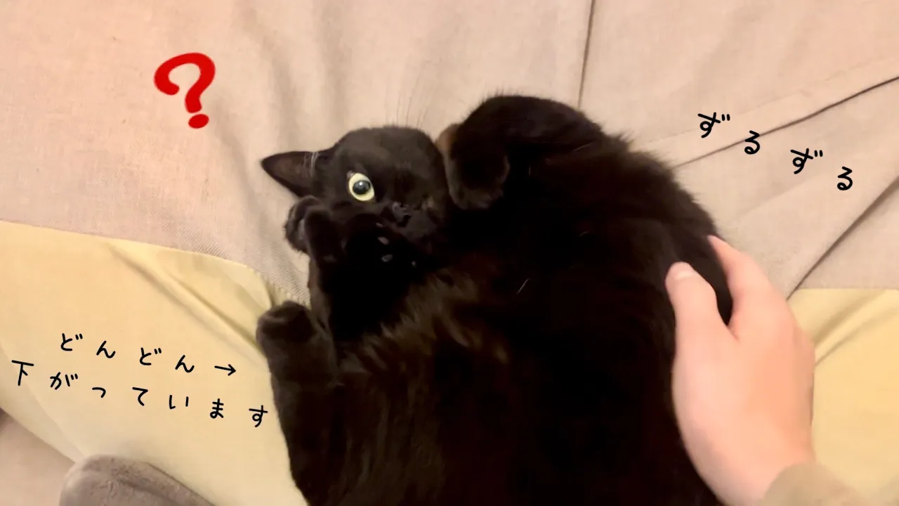クッションの上から徐々にずり下がっていく黒猫