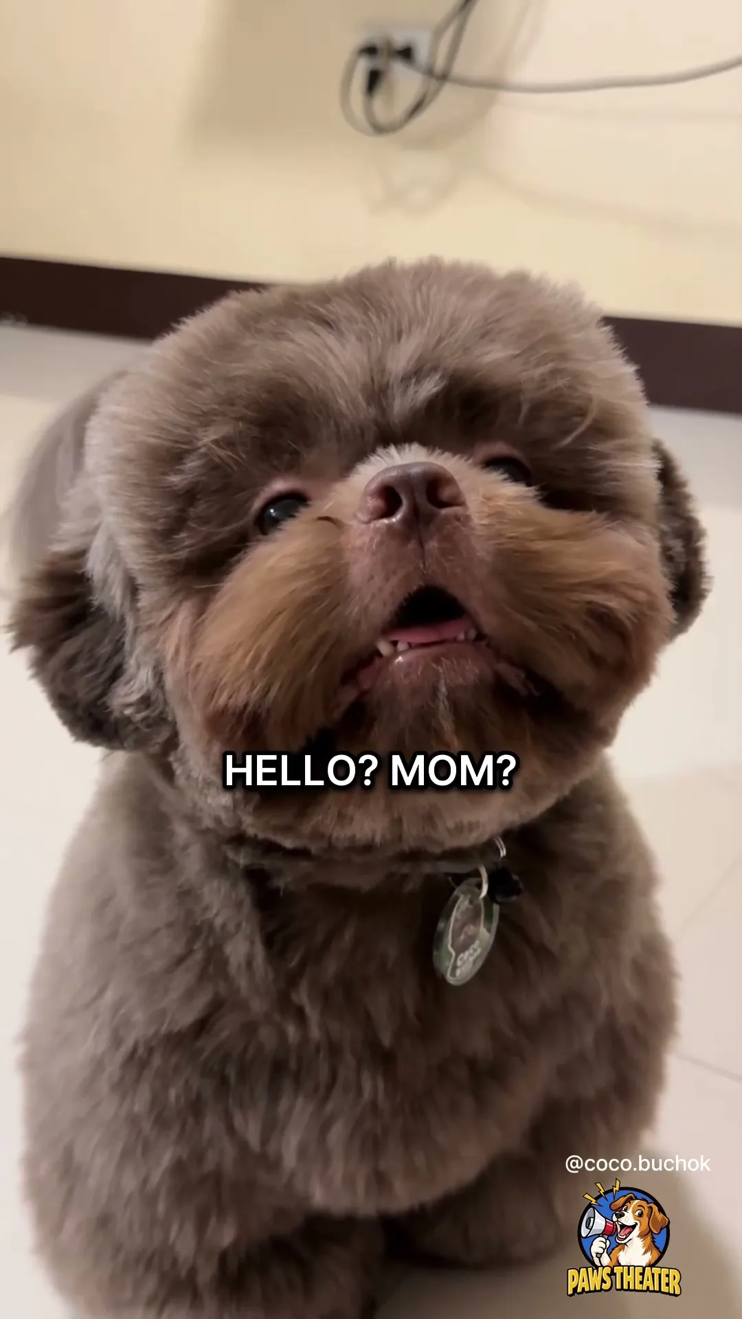 Not Begging, Mom 🐶👀