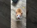 Download Lagu “Cat A Kitten” They Said #fyp #funny #cute #foryou #funnyvideos #cat
