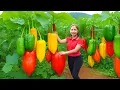 Download Lagu Harvesting 1000+ Green Pepper Goes To Market Sell, Fresh Cabbage garden care | Ella New Life