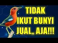 Download Lagu GAK MUNGKIN KALAU NDAK NGREPON!! PANCINGAN ANIS MERAH DI PAGI HARI TERBUKTI AMPUH