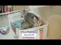 2025 PETCO LOVE PICK ME SC LOWCOUNTRY