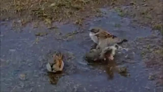 صلوا صلوا صلوا على رسول الله على النبى صلوا طه طه طه ده حبيب الله  صلوا صلوا صلوا على رسول الله على النبى صلوا طه طه طه ده حبيب الله