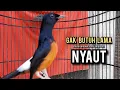 Download Lagu murai batu gacor AMPUH buat PANCINGAN murai batu agar bunyi JADIKAN burung murai gacor EMOSI NYAUT