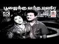 Download Lagu Poojaikku Vantha Malare P.B.ஸ்ரீனிவாஸ், S.ஜானகி பாடிய பாடல் வந்த மலரே வா