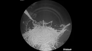 Southwest Florida Eagle Cam - Cam 360