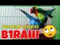 Download Lagu Pancingan Suara Burung Lb Jantan Birahi \u0026 Lb Betina Birahi Buat Masteran Lovebird Jebol Birahi