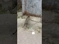 Download Lagu https://vm.tiktok.com/ZMAxwoSUP/
