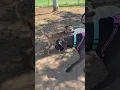 of adoptable pet named Yuma