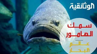 عالم البحار   سمك الهامور دندنها