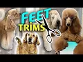 The 5 different DOG TRIM FOOT STYLES