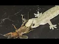 Desert Predators The Adaptations of UAE s Apex Carnivores