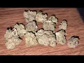 65 Eighth Gushers Flower Review gLeaf Virginia Medical Cannabis