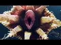 PYTHON ISLAND Trailer 2022