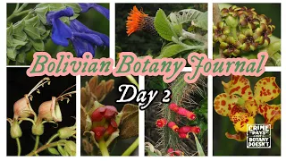 Bolivian Botany Journal Day 2