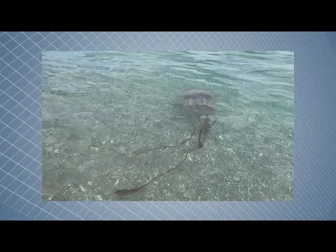 YouTube player