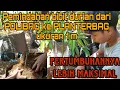 Lagu Bibit Durian dari Polibag ukuran 1 m Pindah ke Planterbag 50 liter