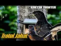 Download Lagu Kretekan Murai Batu Trotol — Bikin Emosi Burung Muda!