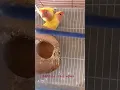 Download Lagu Lutino red eyes breeder pair#birds#parrot