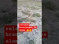 Download Lagu release burung branjangan ke alam giveaway burung caranya subscribe like komen bebas