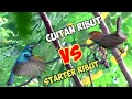 Download Lagu Suara Kolibri Ribut Dan Prenjak Starter Ribut Ampuh Untuk Memanggil Burung Kecil